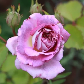 Rosa Blue Tango - fioletowy - róża rabatowa floribunda