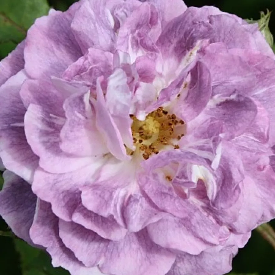 Csésze - Rózsa - Blue Tango - online rózsa vásárlás