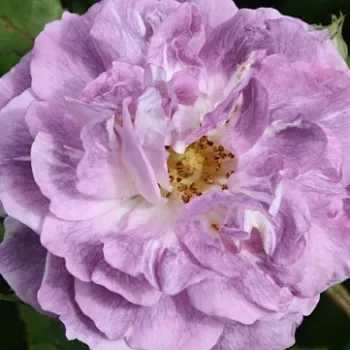 Rózsák webáruháza. - lila - Blue Tango - virágágyi floribunda rózsa - intenzív illatú rózsa - (80-120 cm)