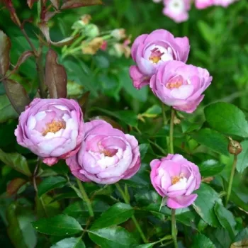Mályvás rózsaszín szirmok fehér derengéssel, aranysárga középpel. - virágágyi floribunda rózsa - erős, hosszan tartó illatú rózsa - édeskés, púderes aromájú