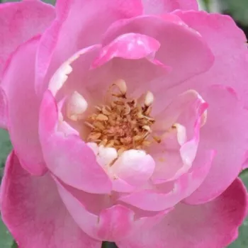 Rózsa rendelés online - rózsaszín  - lila árnyalat - erős, hosszan tartó illatú rózsa - Boule de Parfum - virágágyi floribunda rózsa - (85-115 cm)