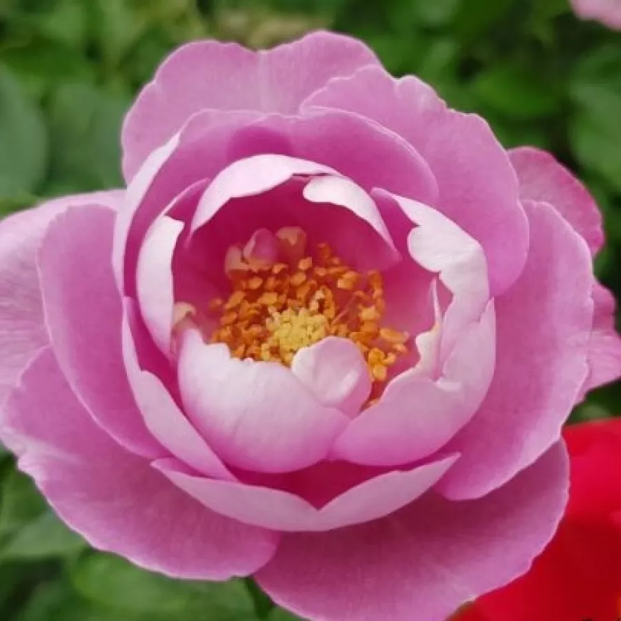 Ružičasta - Ruža - Boule de Parfum - naručivanje i isporuka ruža