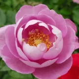 Ružičasta - ruža floribunda za gredice - ruža intenzivnog mirisa - - - Rosa Boule de Parfum - naručivanje i isporuka ruža