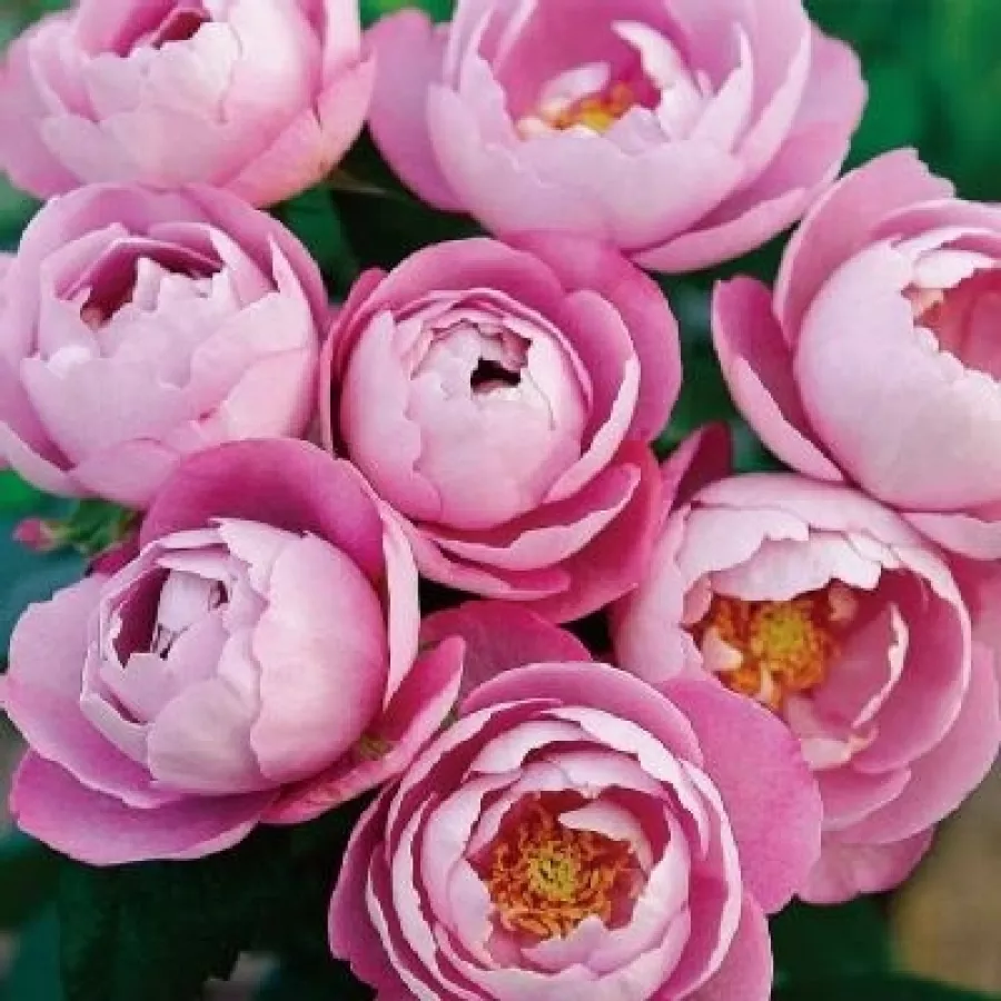 Ruža floribunda za gredice - Ruža - Boule de Parfum - sadnice ruža - proizvodnja i prodaja sadnica
