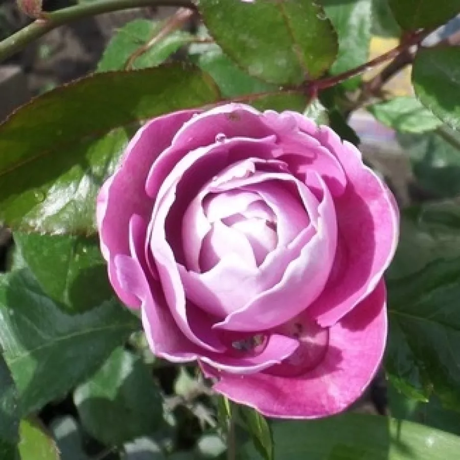 Intenziven vonj vrtnice - Roza - Boule de Parfum - vrtnice - proizvodnja in spletna prodaja sadik