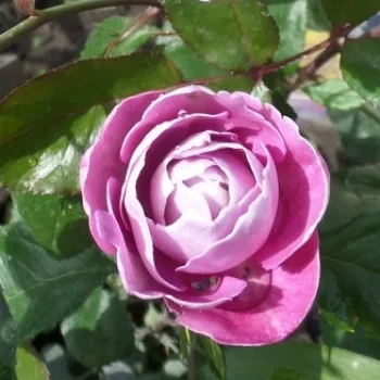 Rosa Boule de Parfum - ružičasta - ruža floribunda za gredice