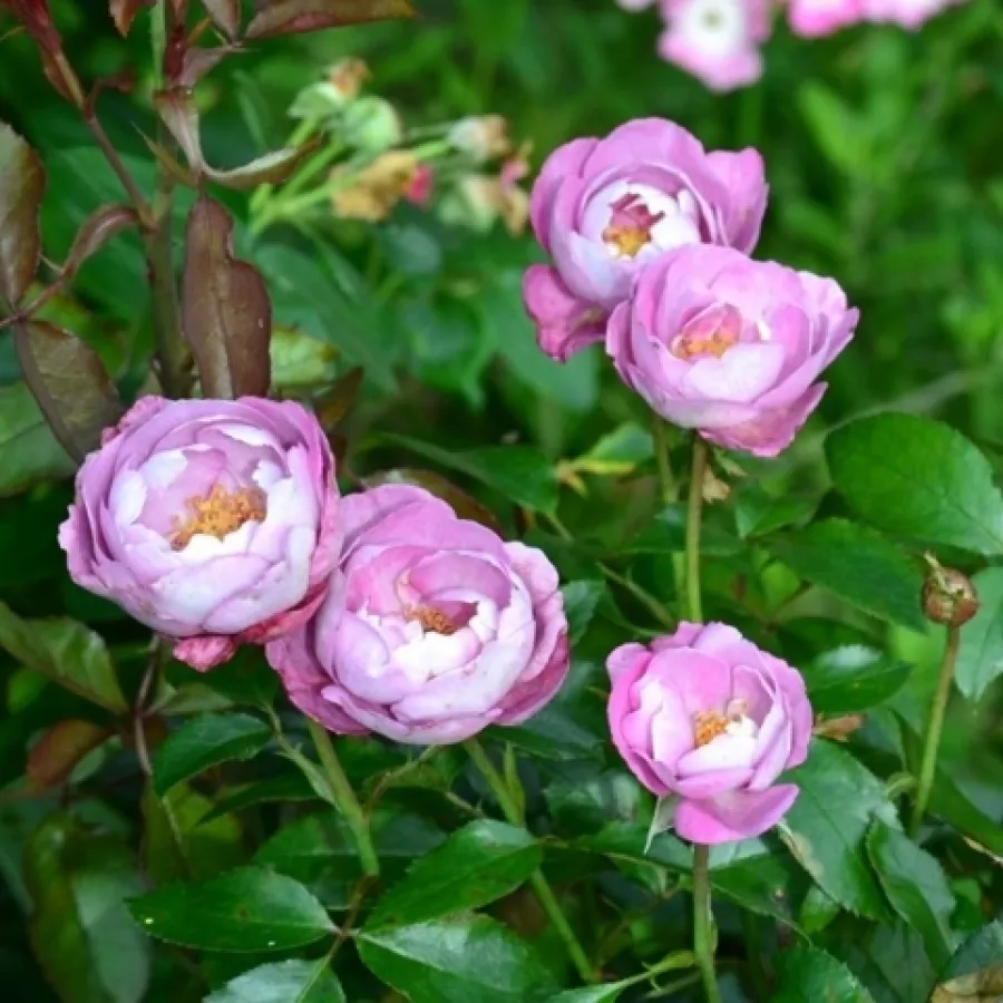 RUŽA ZA GREDICE - Ruža - Boule de Parfum - naručivanje i isporuka ruža