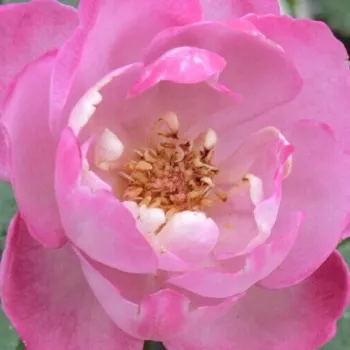 Rózsák webáruháza. - rózsaszín - Boule de Parfum - virágágyi floribunda rózsa - intenzív illatú rózsa - (80-120 cm)