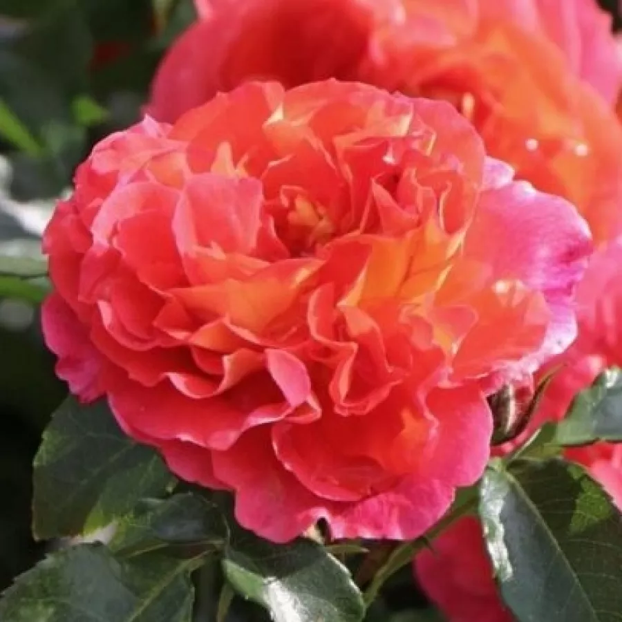 Ruža diskretnog mirisa - Ruža - Ganymedes - sadnice ruža - proizvodnja i prodaja sadnica