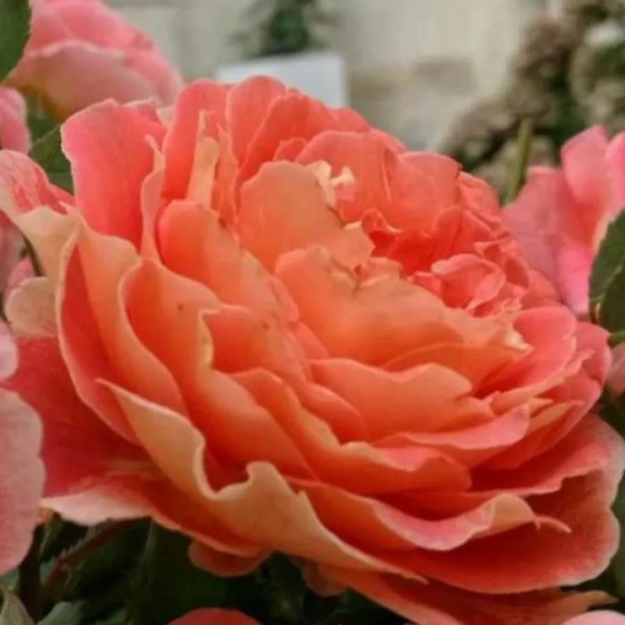 Róża o dyskretnym zapachu - Róża - Ganymedes - róże sklep internetowy