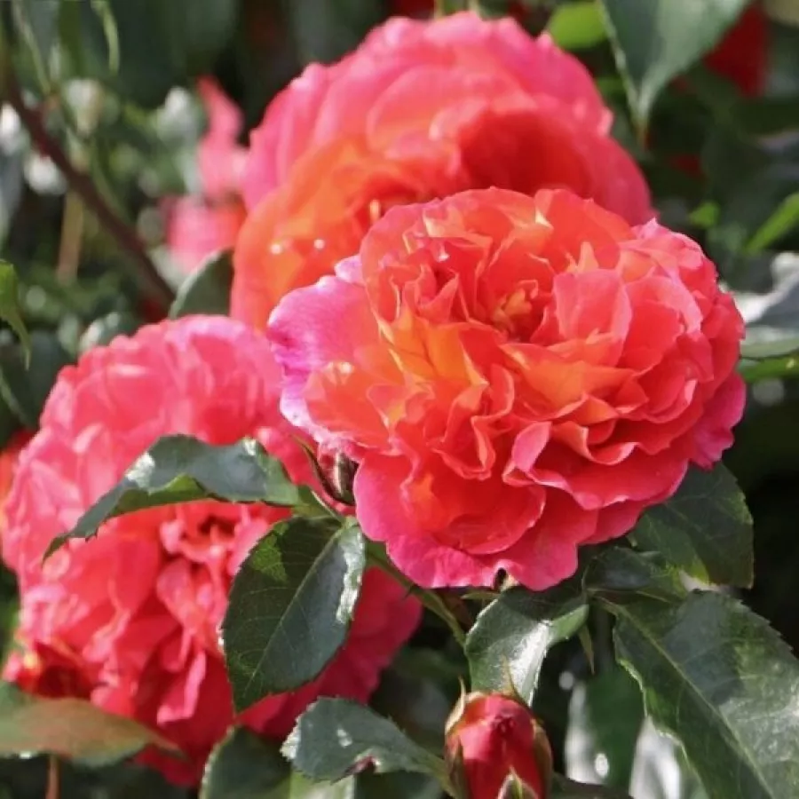PARK - UND STRAUCHROSEN - Rosen - Ganymedes - rosen online kaufen