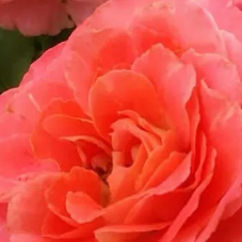 Rózsa rendelés online - narancssárga - parkrózsa - diszkrét illatú rózsa - Ganymedes - (100-150 cm)