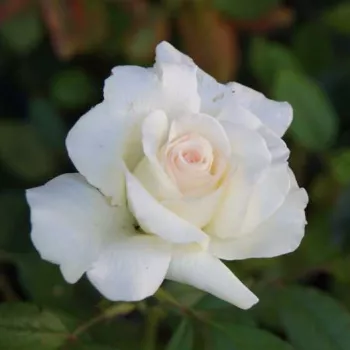 CORINNA SCHUMACHER – rose hybride de thé blanche - Guillot