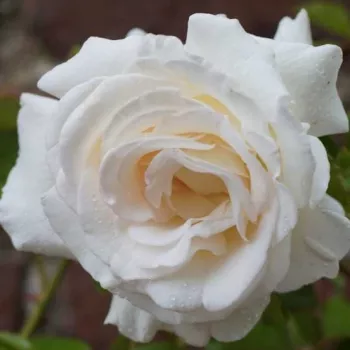 Une délicate nuance rose pâle, discrète et mystérieuse, apparaît dans les parties intérieures des pétales blancs. - rose hybride de thé - rose très parfumée, intense, à longue tenue - description olfactive non disponible