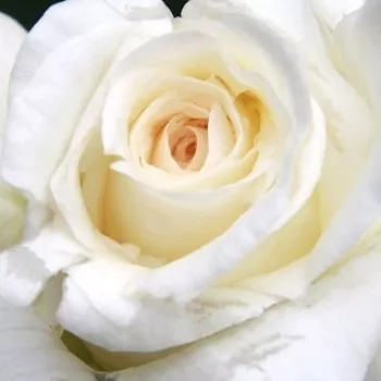 Rosier à vendre - blanc - rose très parfumée, intense, à longue tenue - Corinna Schumacher - rose hybride de thé - (70-90 cm)