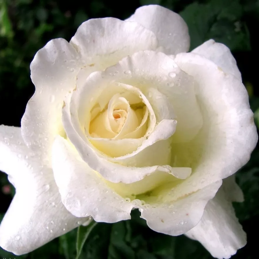 Bela - Roza - Corinna Schumacher - vrtnice - proizvodnja in spletna prodaja sadik