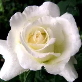 Blanco - rosales híbridos de té - rosa de fragancia intensa - aroma dulce - Rosa Corinna Schumacher - comprar rosales online