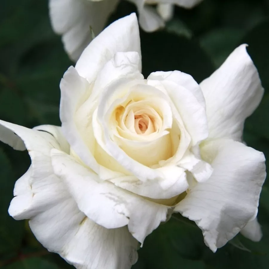 Hybrydowa róża herbaciana - Róża - Corinna Schumacher - róże sklep internetowy