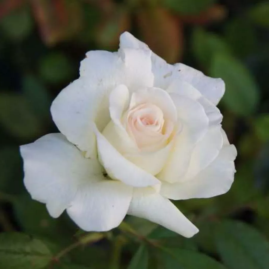 Spiczasty - Róża - Corinna Schumacher - sadzonki róż sklep internetowy - online