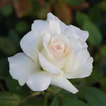 Rosa Corinna Schumacher - bela - vrtnice čajevke