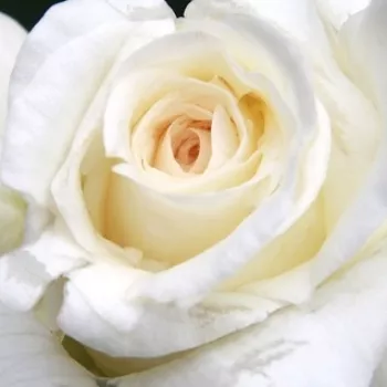 Róże ogrodowe - teahibrid rózsa - intenzív illatú rózsa - Corinna Schumacher - fehér - (60-80 cm)