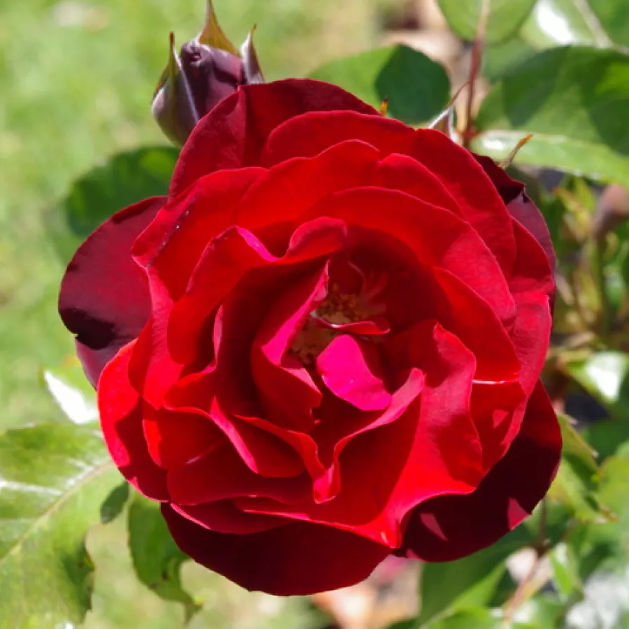 Umiarkowanie pachnąca róża - Róża - Dark Moments - sadzonki róż sklep internetowy - online