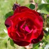 Vörös - parkrózsa - közepesen illatos rózsa - -- - Rosa Dark Moments - Online rózsa rendelés