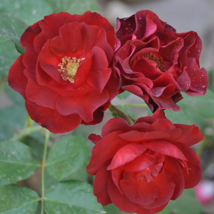 Parkovna vrtnica - Roza - Dark Moments - vrtnice - proizvodnja in spletna prodaja sadik