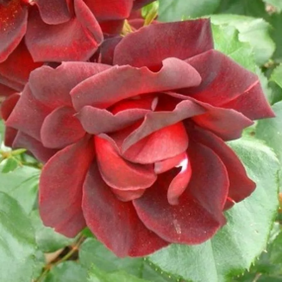 Zmerno intenziven vonj vrtnice - Roza - Dark Moments - vrtnice - proizvodnja in spletna prodaja sadik