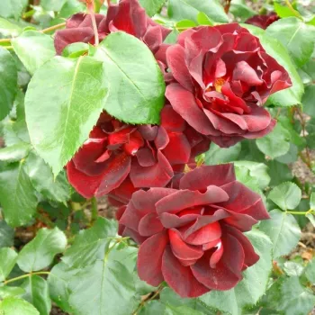 Vörös - parkrózsa - közepesen illatos rózsa - -