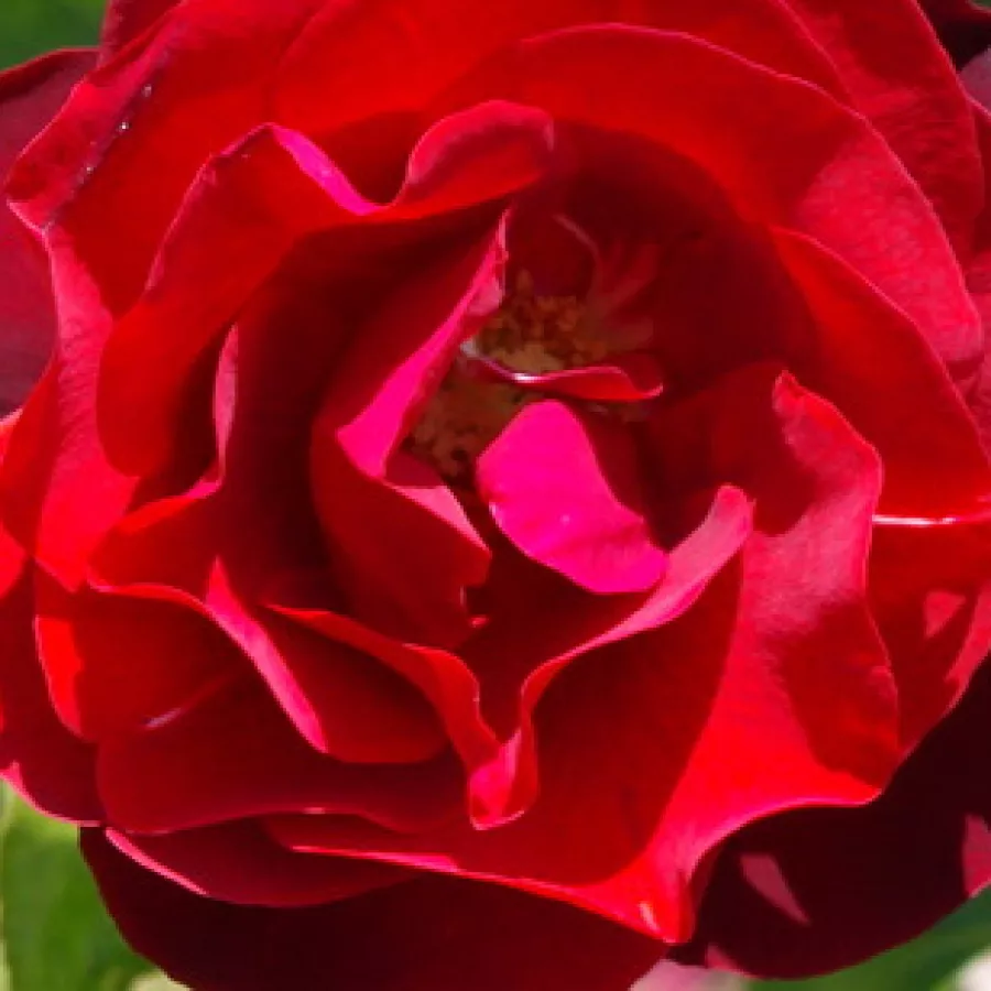 Nola M. Simpson - Róża - Dark Moments - sadzonki róż sklep internetowy - online