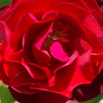 Online rózsa kertészet - vörös - parkrózsa - közepesen illatos rózsa - Dark Moments - (140-150 cm)