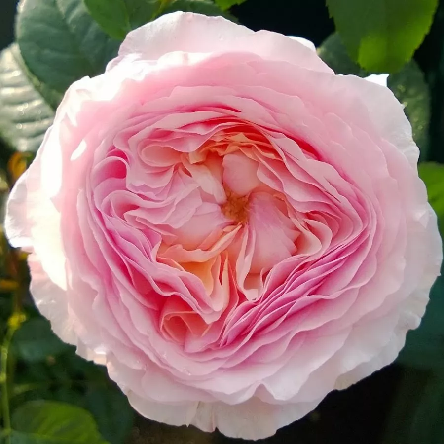 Climber, futó rózsa - Rózsa - Délicieuse Gourmandise - online rózsa vásárlás
