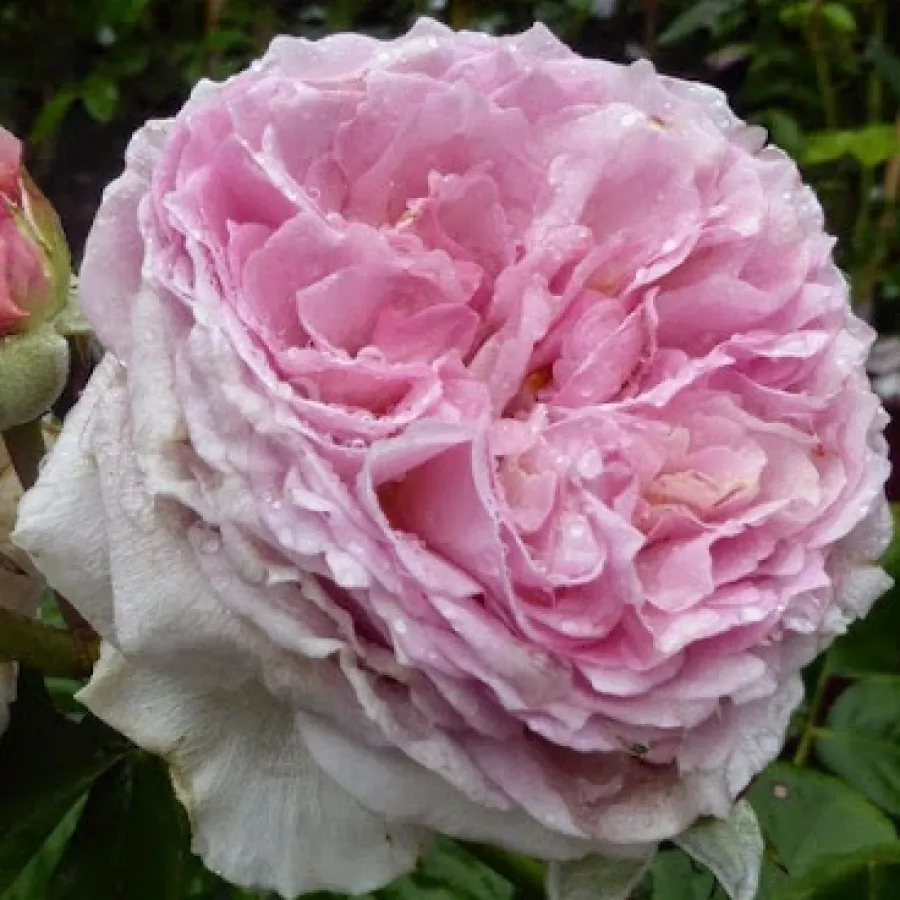 Climber, futó rózsa - Rózsa - Délicieuse Gourmandise - kertészeti webáruház