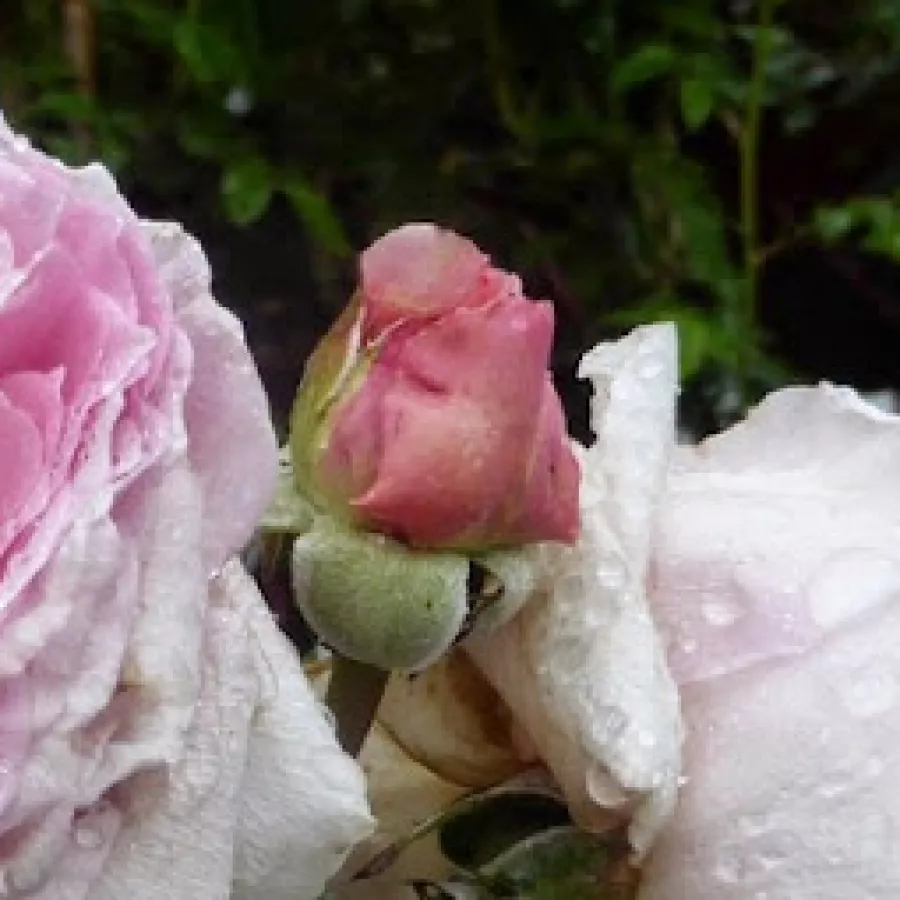 Rozetkowy - Róża - Délicieuse Gourmandise - sadzonki róż sklep internetowy - online