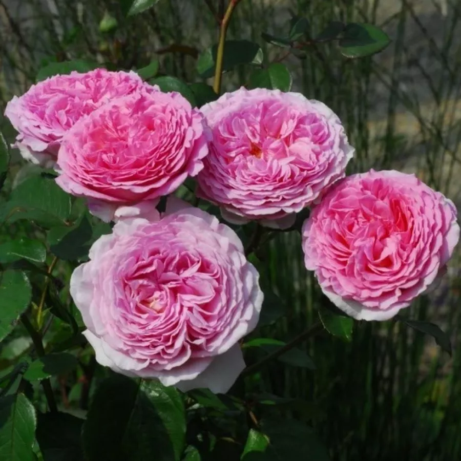 Posamezno - Roza - Délicieuse Gourmandise - vrtnice online