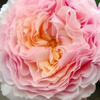 Online rózsa vásárlás - rózsaszín - climber, futó rózsa - közepesen illatos rózsa - Délicieuse Gourmandise - (150-400 cm)