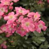 Rózsaszín - talajtakaró rózsa - Online rózsa vásárlás - Rosa Budai Lina emléke - nem illatos rózsa