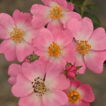Online rózsa vásárlás - talajtakaró rózsa - rózsaszín - nem illatos rózsa - Budai Lina emléke - (10-50 cm)
