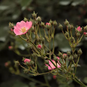 Rosa Budai Lina emléke - roz - trandafiri pomisor - Trandafir copac cu trunchi înalt – cu flori mărunți