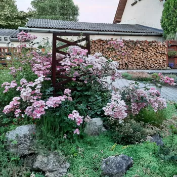 Rosa claro - árbol de rosas miniatura - rosal de pie alto   (120-150 cm)