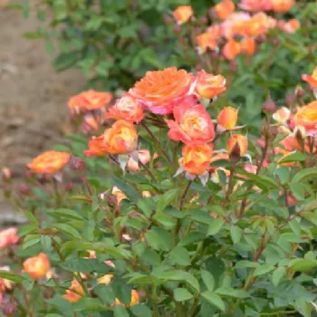 Élénk korallnarancs szirmok, belül aranysárga fényű átmenettel. - virágágyi floribunda rózsa - nagyon gyenge, alig érezhető illatú rózsa - rózsás karakterű