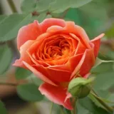 Ruža floribunda za gredice - ruža diskretnog mirisa - - - sadnice ruža - proizvodnja i prodaja sadnica - Rosa Elara - narančasta
