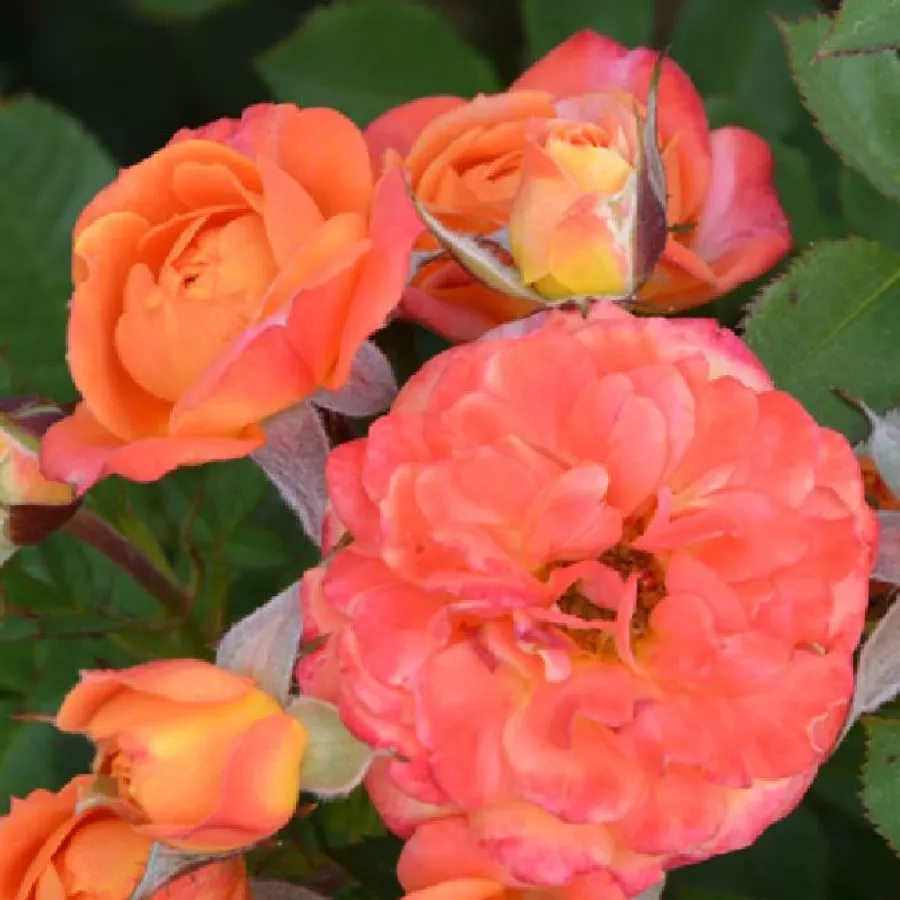 Vrtnica floribunda za cvetlično gredo - Roza - Elara - vrtnice - proizvodnja in spletna prodaja sadik