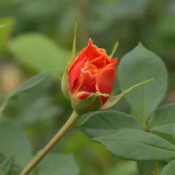 Rosa Elara - narančasta - ruža floribunda za gredice