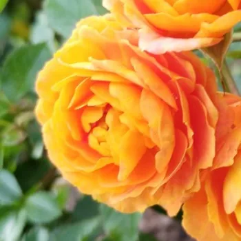 Online rózsa kertészet - narancssárga - virágágyi floribunda rózsa - diszkrét illatú rózsa - Elara - (80-120 cm)