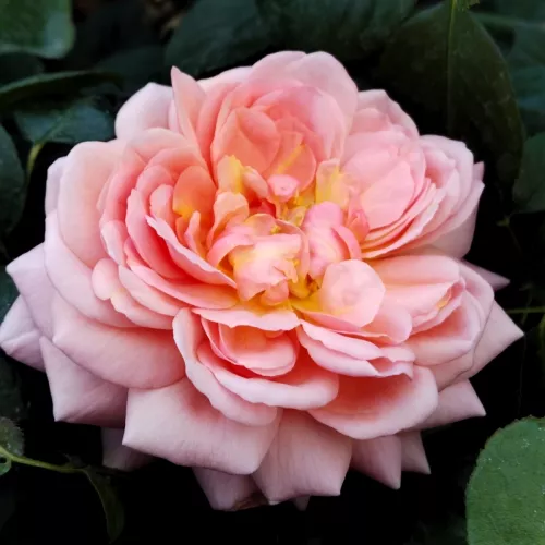 Elizabeth Stuart