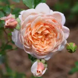 Amarillo - rosales nostalgicos - rosa de fragancia intensa - damasco - Rosa Elizabeth Stuart - comprar rosales online