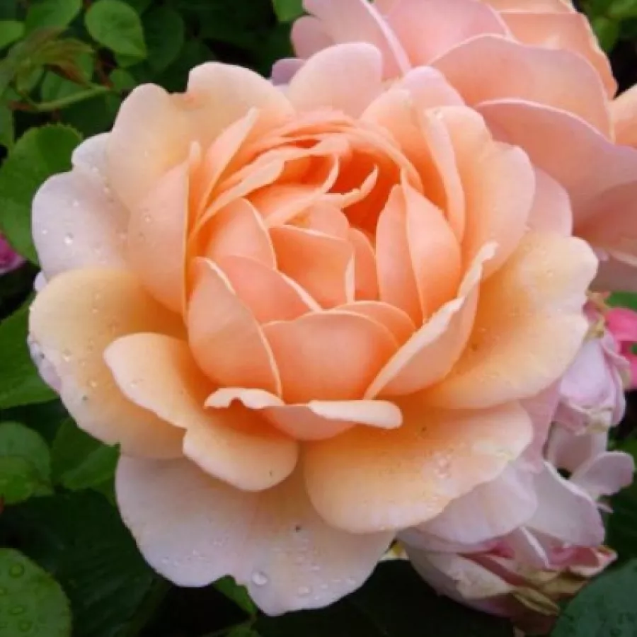 Nosztalgia rózsa - Rózsa - Elizabeth Stuart - Online rózsa rendelés