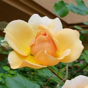 Rosa Elizabeth Stuart - amarillo - rosales nostalgicos